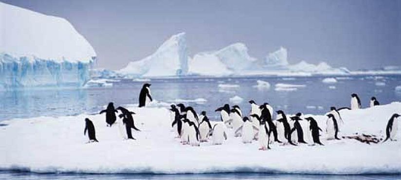 Antartica